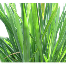 Additif DIY Citronnelle 10 ml