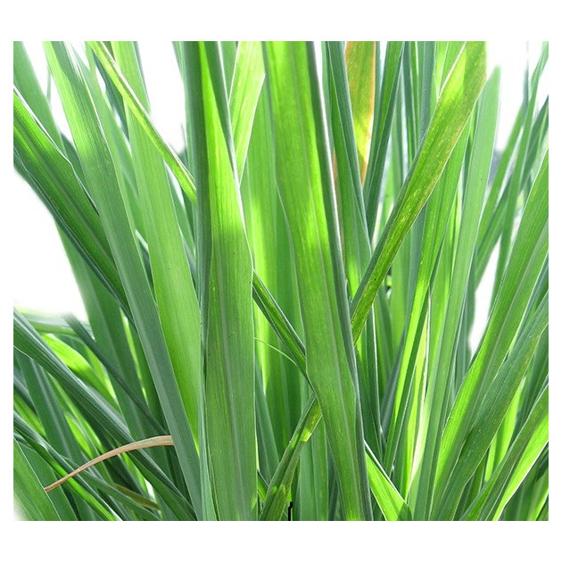 Additif DIY Citronnelle 10 ml